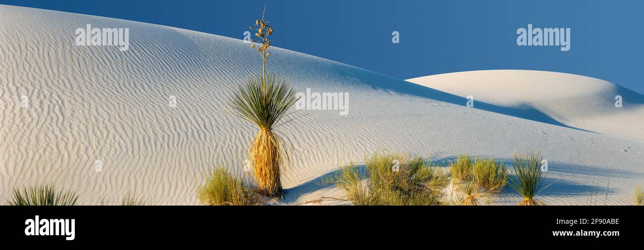 Dune di sabbia sotto il cielo limpido, White Sands National Park, New Mexico, USA Foto Stock