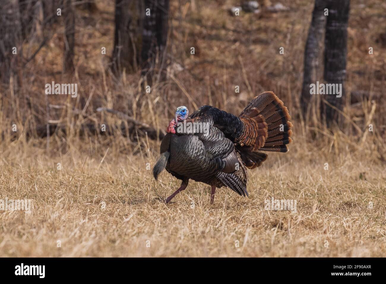 Eastern Wild Turchia in Wisconsin settentrionale. Foto Stock