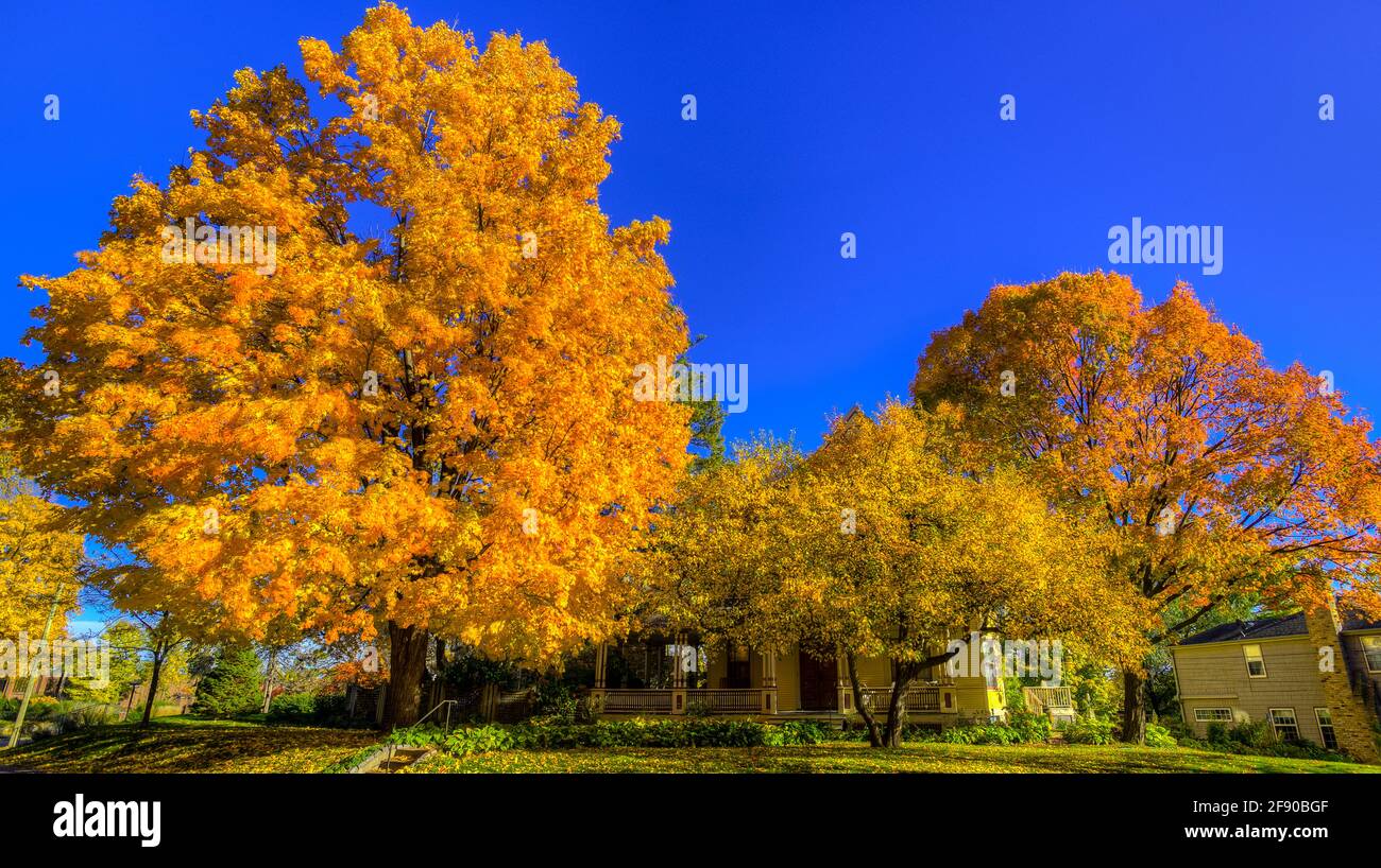 Alberi in colori autunnali sotto il cielo limpido, Tangletown, Minneapolis, Minnesota, USA Foto Stock