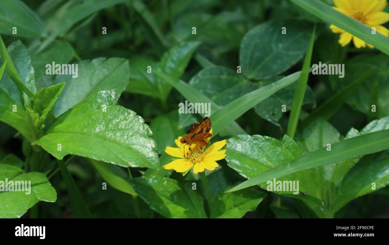 Primo piano di un colore arancione Dartlet comune farfalla alimentazione da un fiore giallo di semi di zecca con foglie circostanti Foto Stock