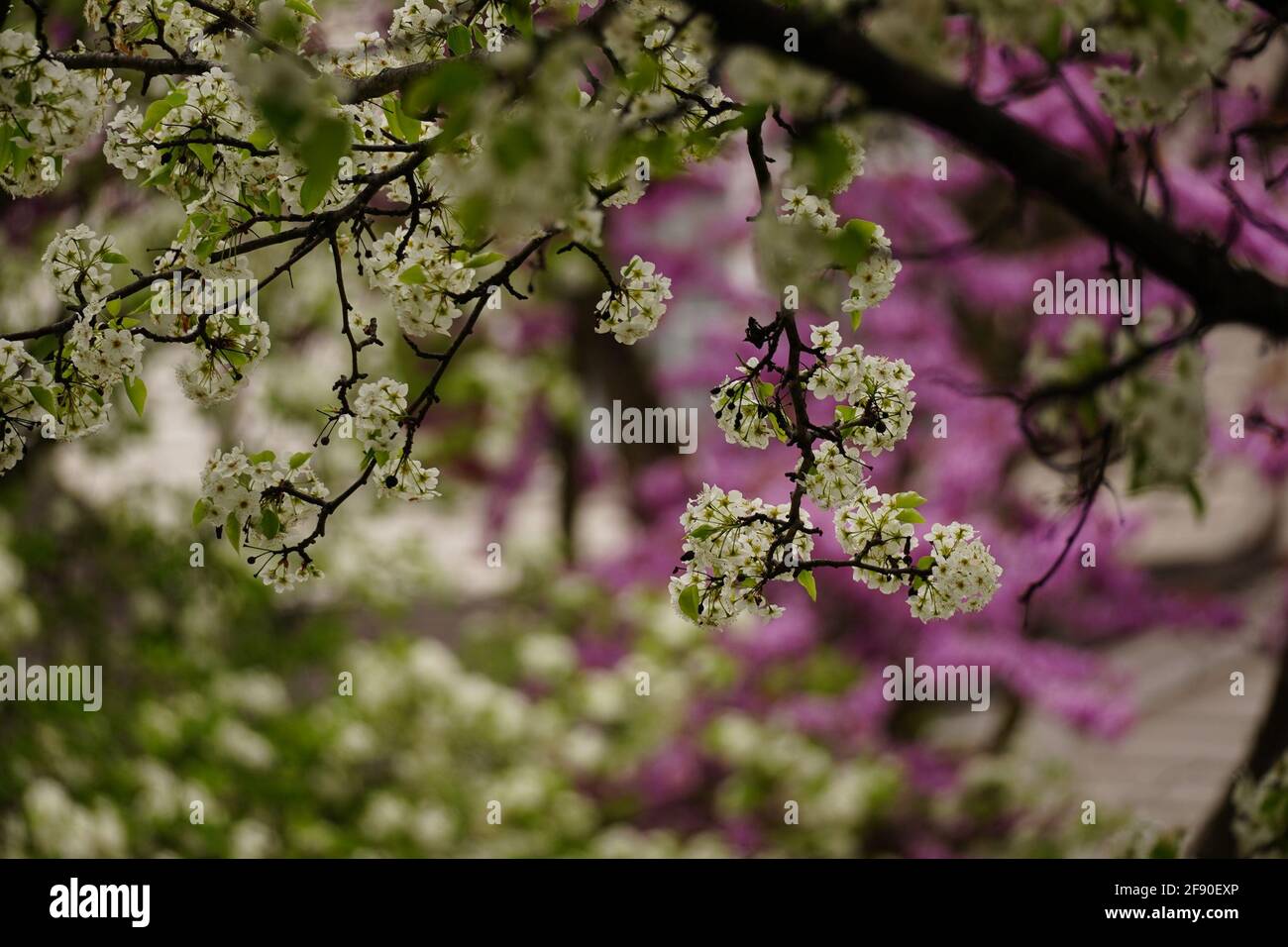 Fioritura dell'albero dei ciliegi, fuoco selettivo Foto Stock