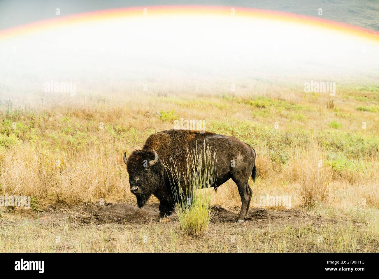 Un arcobaleno riflesso sopra un bisonte in piedi su una prateria Foto Stock Un arcobaleno riflesso sopra un bisonte in piedi su una prateria Foto Stock