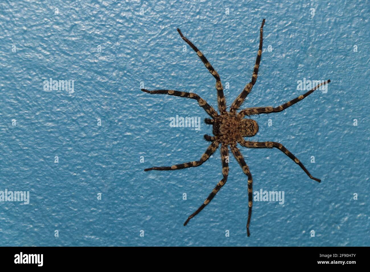 Spider a granchio da parete piatto su superficie verniciata (Selenops radiatus) Foto Stock