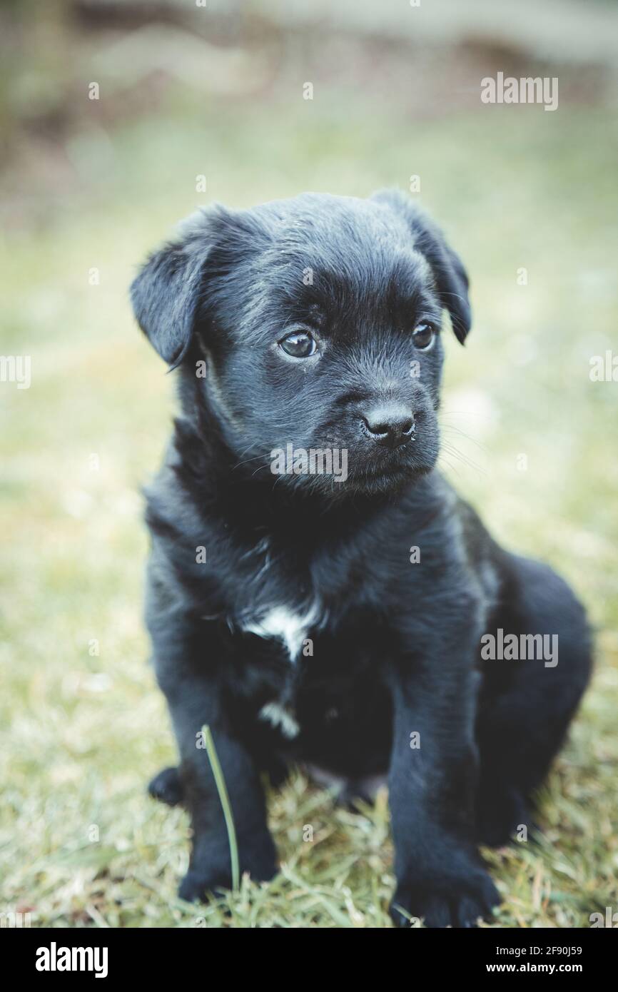 Cucciolo macchiato bianco e nero con tenero sguardo seduto sopra l'erba Foto Stock