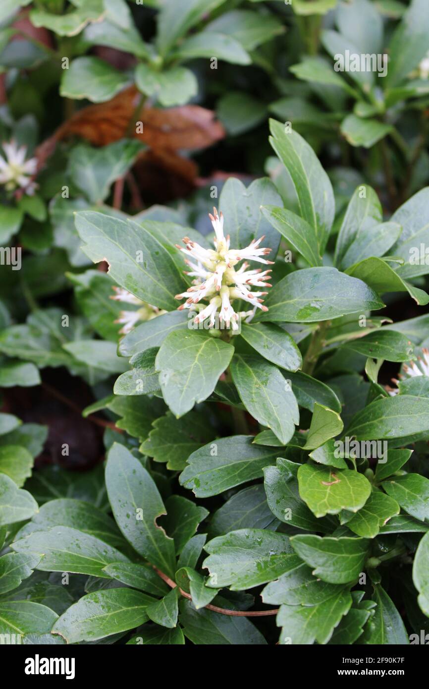Un fiore di Pachysandra Foto Stock