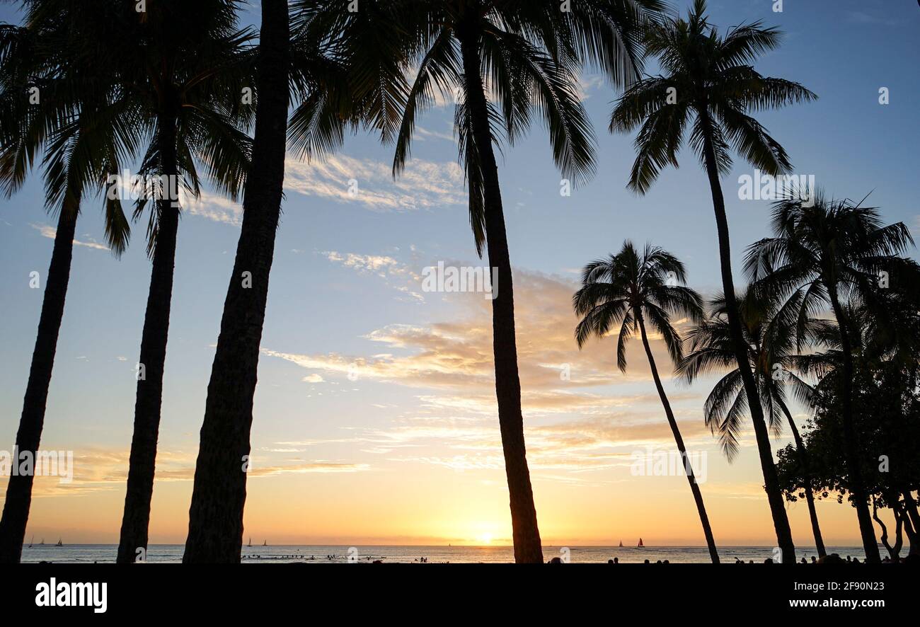 Palme sulla spiaggia al tramonto, Waikiki Beach, Honolulu, Oahu, Hawaii, STATI UNITI Foto Stock