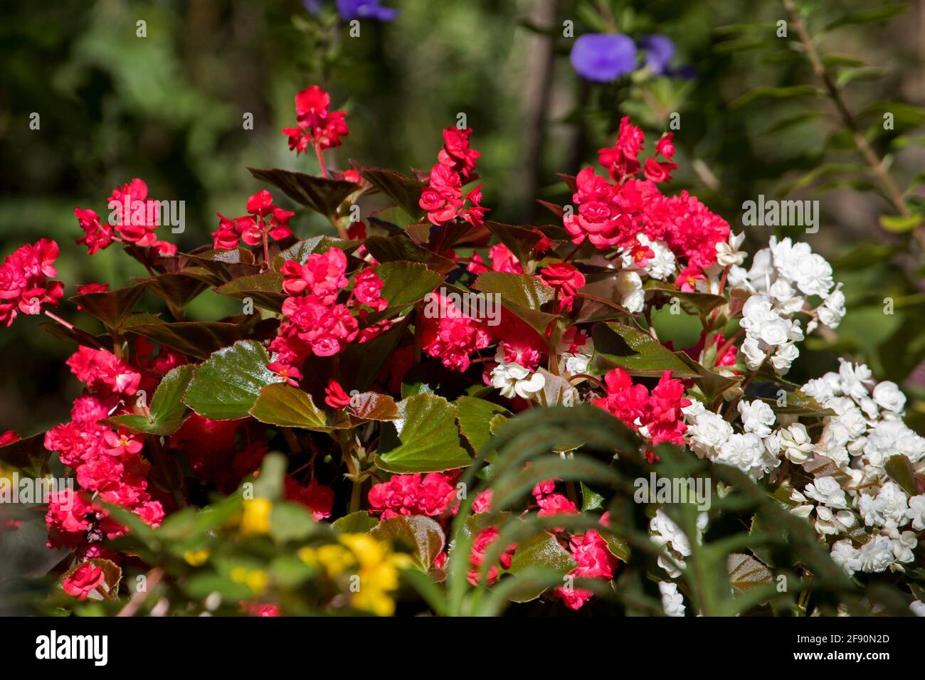 Massa di doppi fiori rossi e bianchi di begonias da letto, Begonia semperflorens su sfondo verde scuro Foto Stock