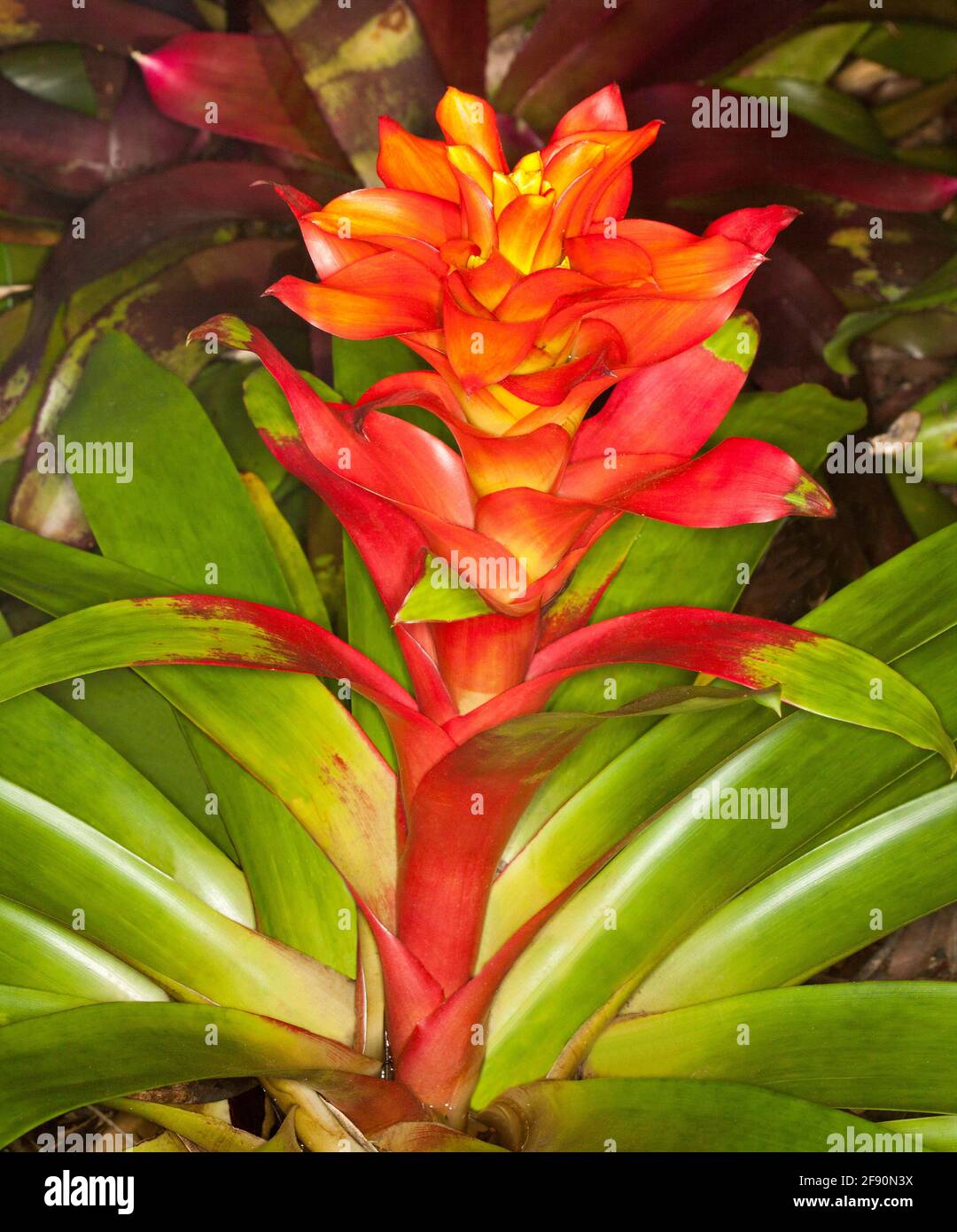 Insolita bratta di fiori rosso / arancio vivido di una Bromeliad , una cultivar di Guzmania, sullo sfondo di foglie verde brillante Foto Stock