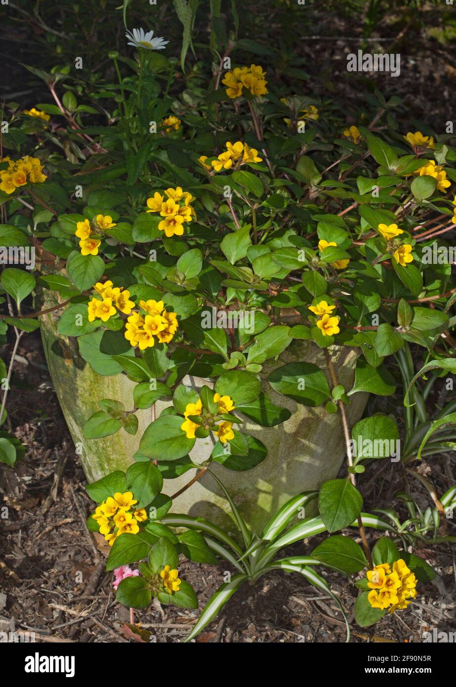 Lysimachia congestiflora, pianta di copertura al suolo, Jenny strisciante, con grappoli di fiori gialli luminosi e foglie verdi che crescono in un contenitore Foto Stock