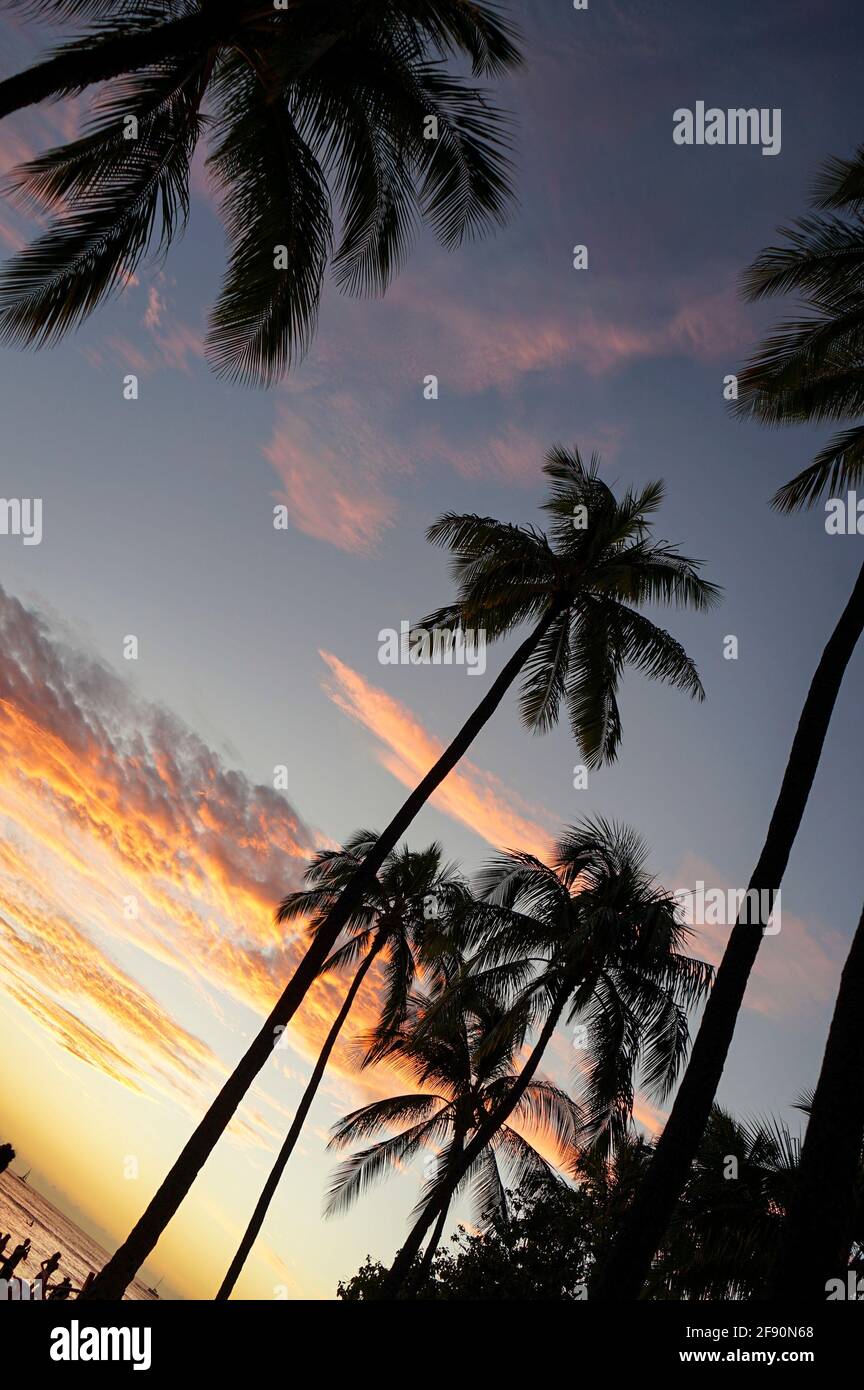 Palme sulla spiaggia al tramonto, Waikiki Beach, Honolulu, Oahu, Hawaii, STATI UNITI Foto Stock