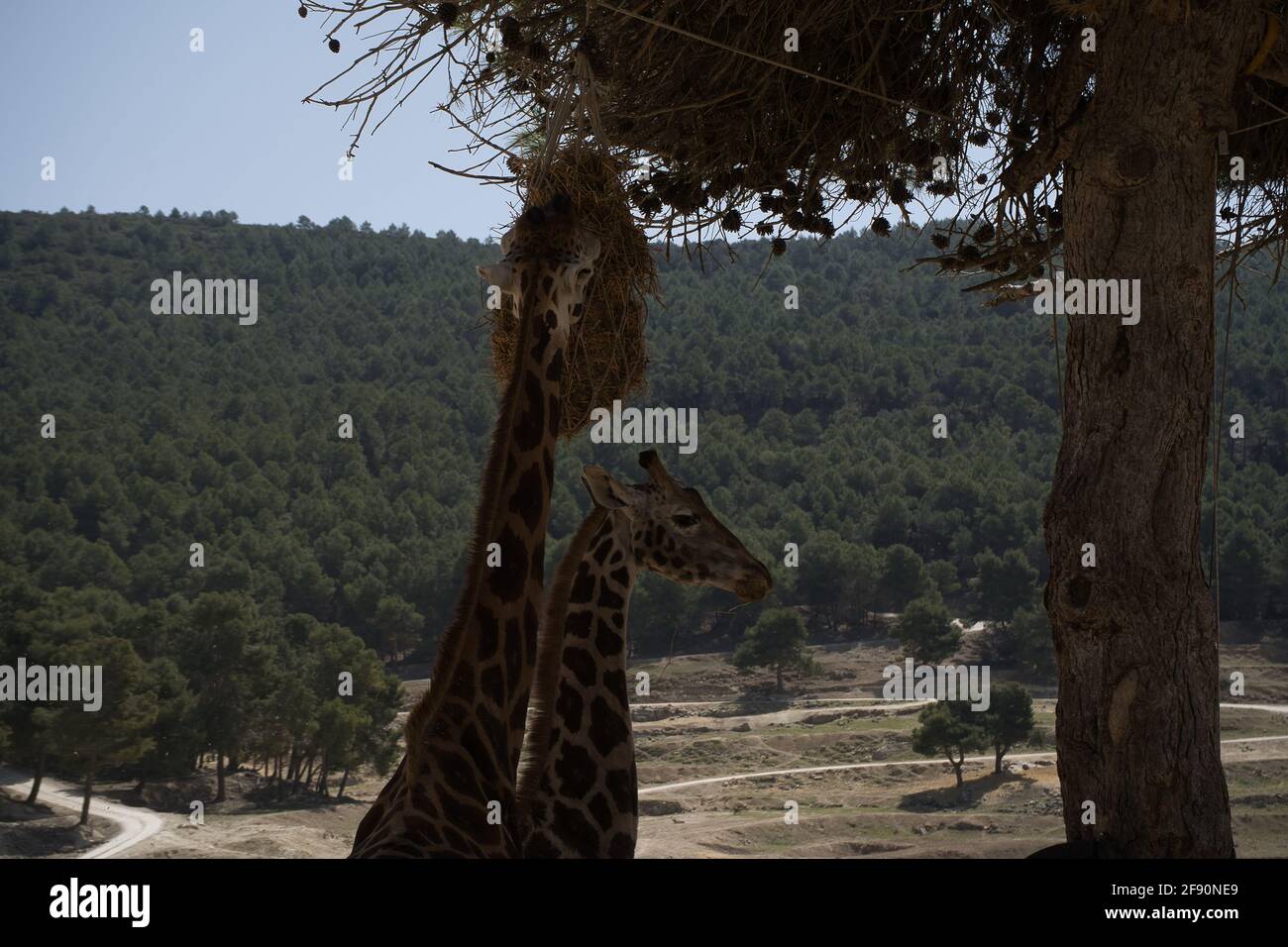 ritratto di una giraffa nel campo. animali Foto Stock