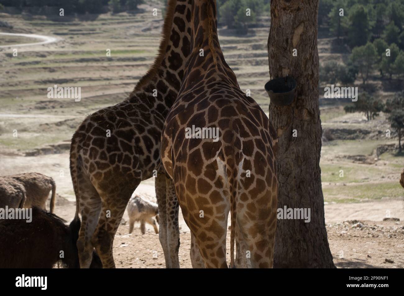 ritratto di una giraffa nel campo. animali Foto Stock