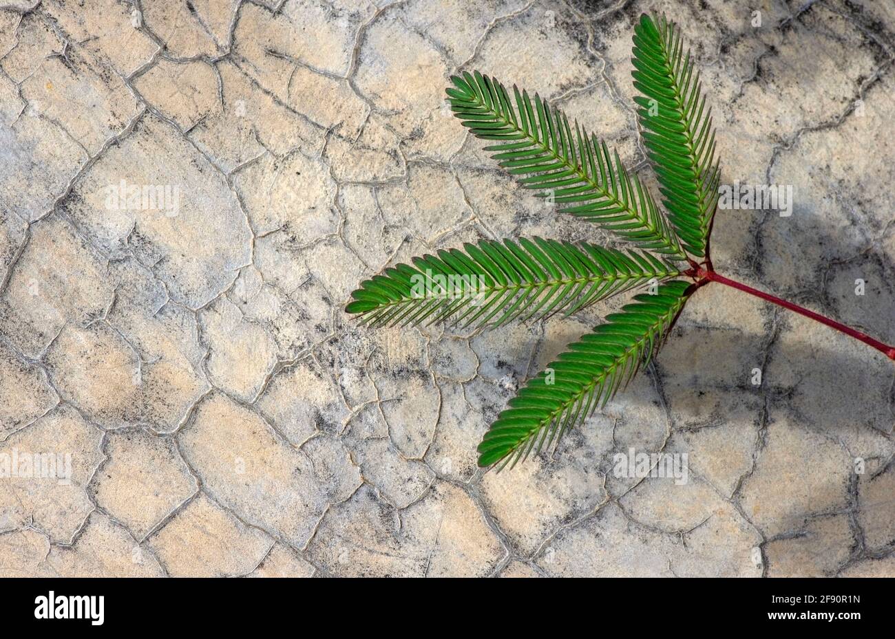 Putri Malu, è la pianta di Mimosa pudica, pianta di Mimosa, erba sensibile su fondo grigio della superficie del cemento Foto Stock