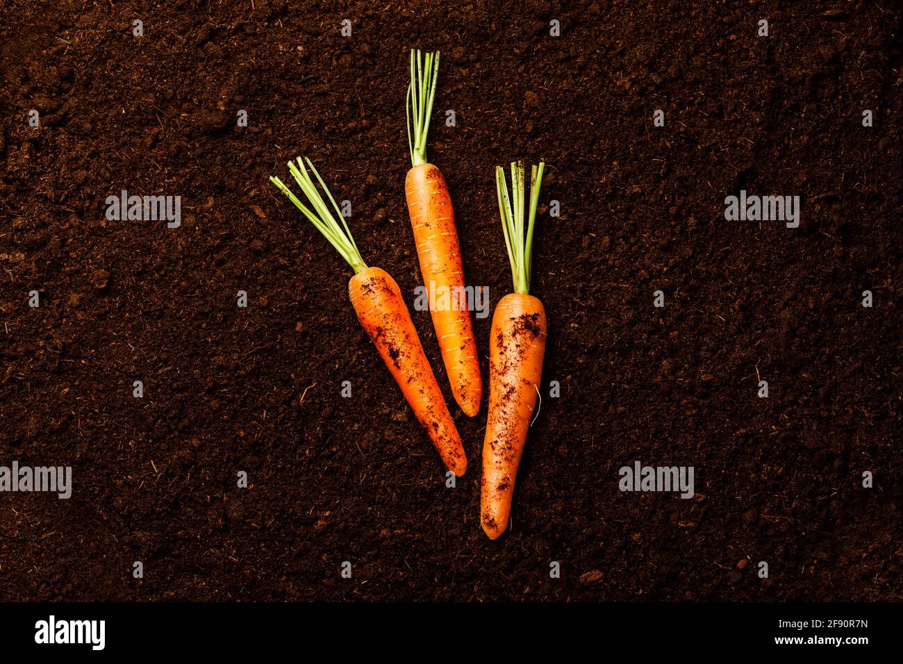 Carota fresca matura su fondo nero Foto Stock