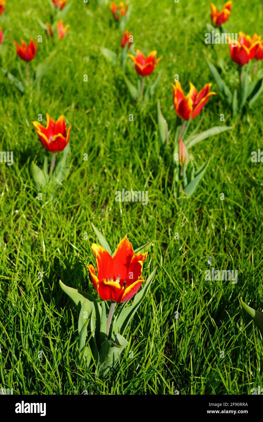 Piccoli tulipani rossi in primavera Foto Stock