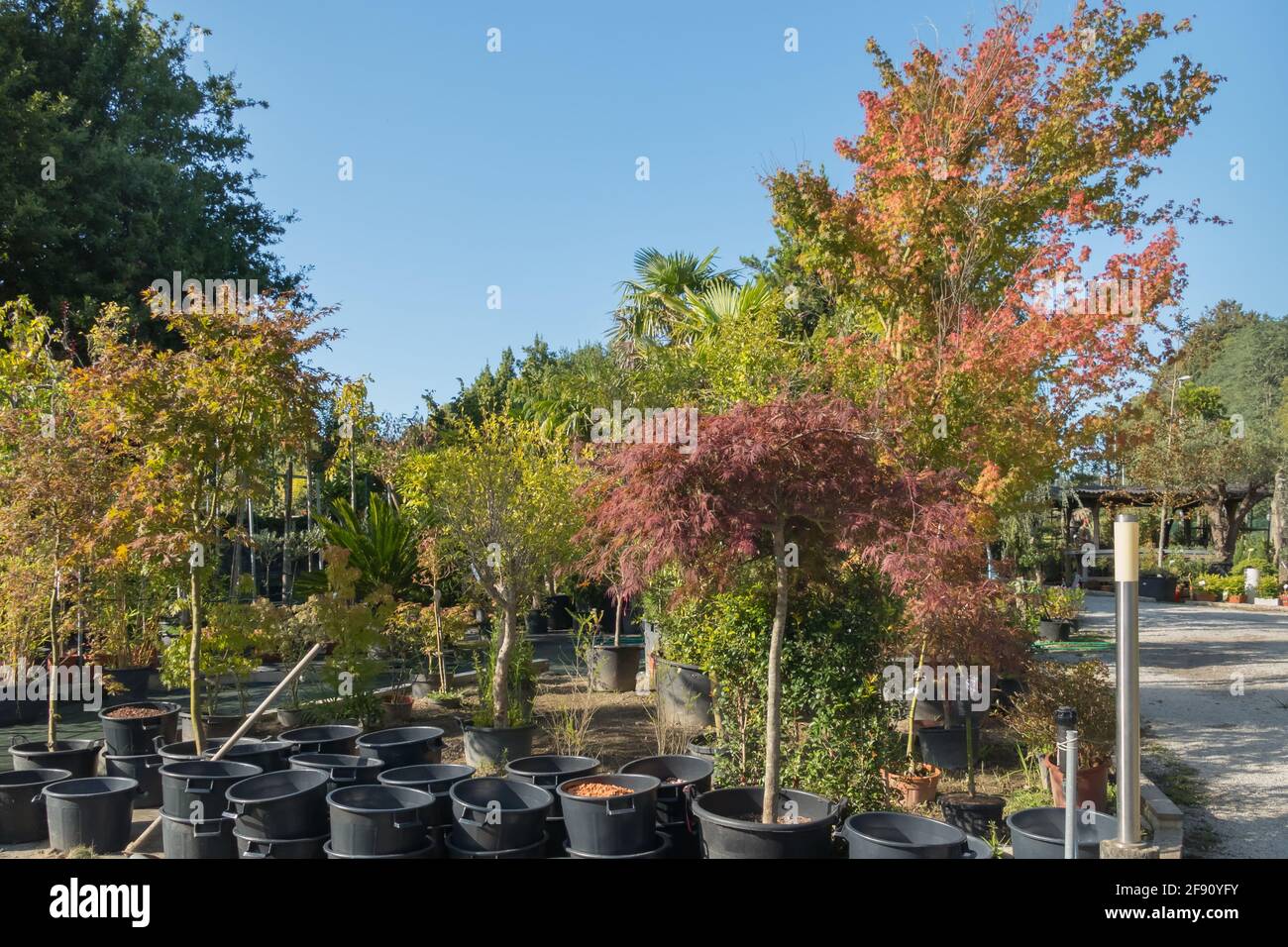 foto generale di negozio di piante con alberi in primo piano in estate Foto Stock