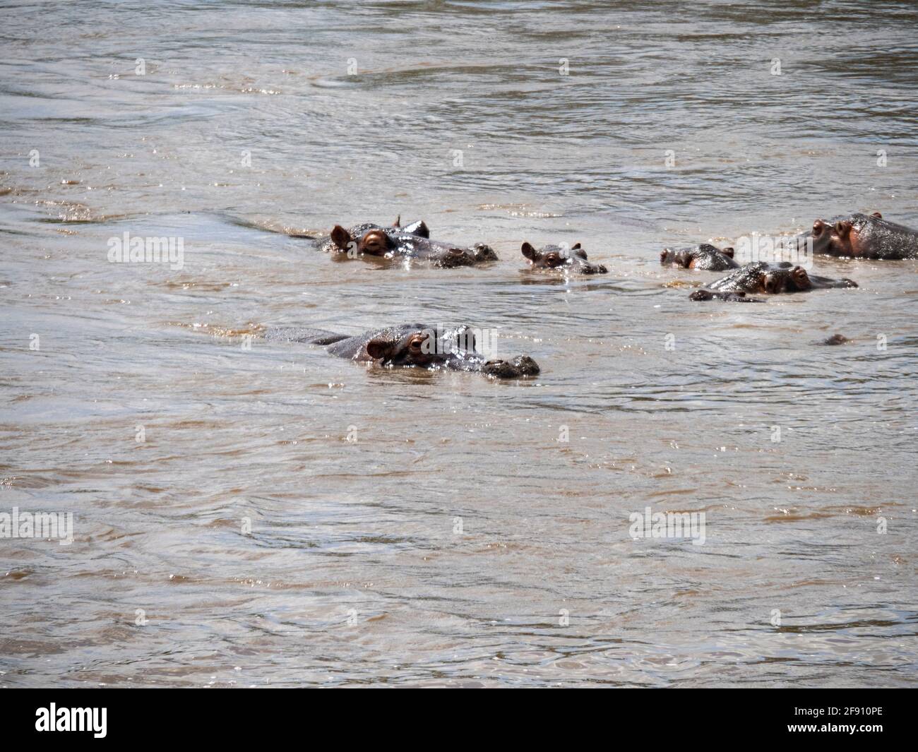 Parco Nazionale Serengeti, Tanzania, Africa - 29 febbraio 2020: Testa di Ippona sopra l'acqua del fiume Foto Stock