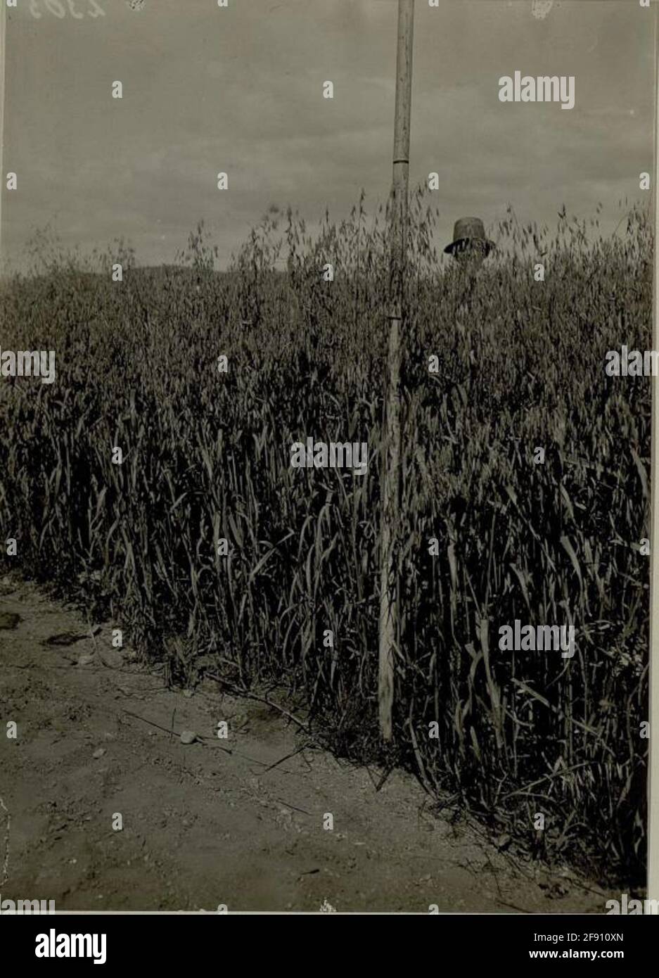 Thon Thinach a Klagenfurth. Ormeggio con coltivazione dei moores nocivi (1916 ca. 80 ha) livello di OAT all'inizio di agosto CA.1.30 Gröhhe. Il ragazzo contadino che sta in campo si trova sui comparatori uguali lontano dalla fascia di campo nel campo. . Foto Stock