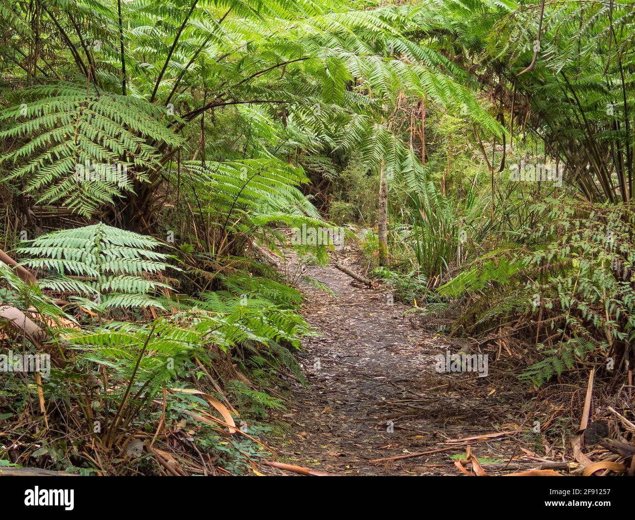 La pista di Telegraph Saddle to Sealers Cove è molto popolare tra escursionisti di giorno e campeggiatori di notte - Wilsons Promontory, Victoria, Australia Foto Stock