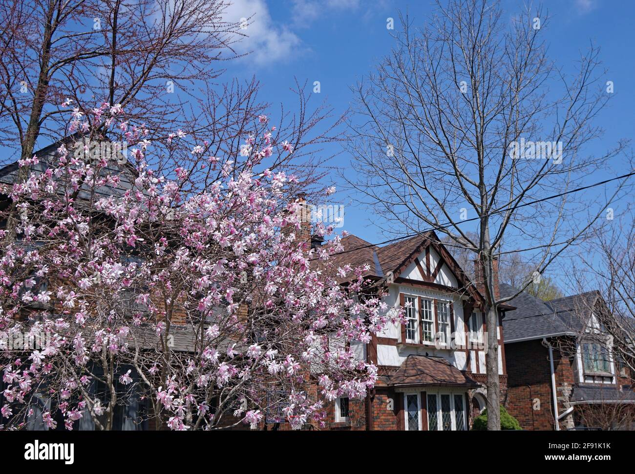 Strada residenziale con case indipendenti a conduzione familiare e magnolia albero che fiorisce in primavera Foto Stock