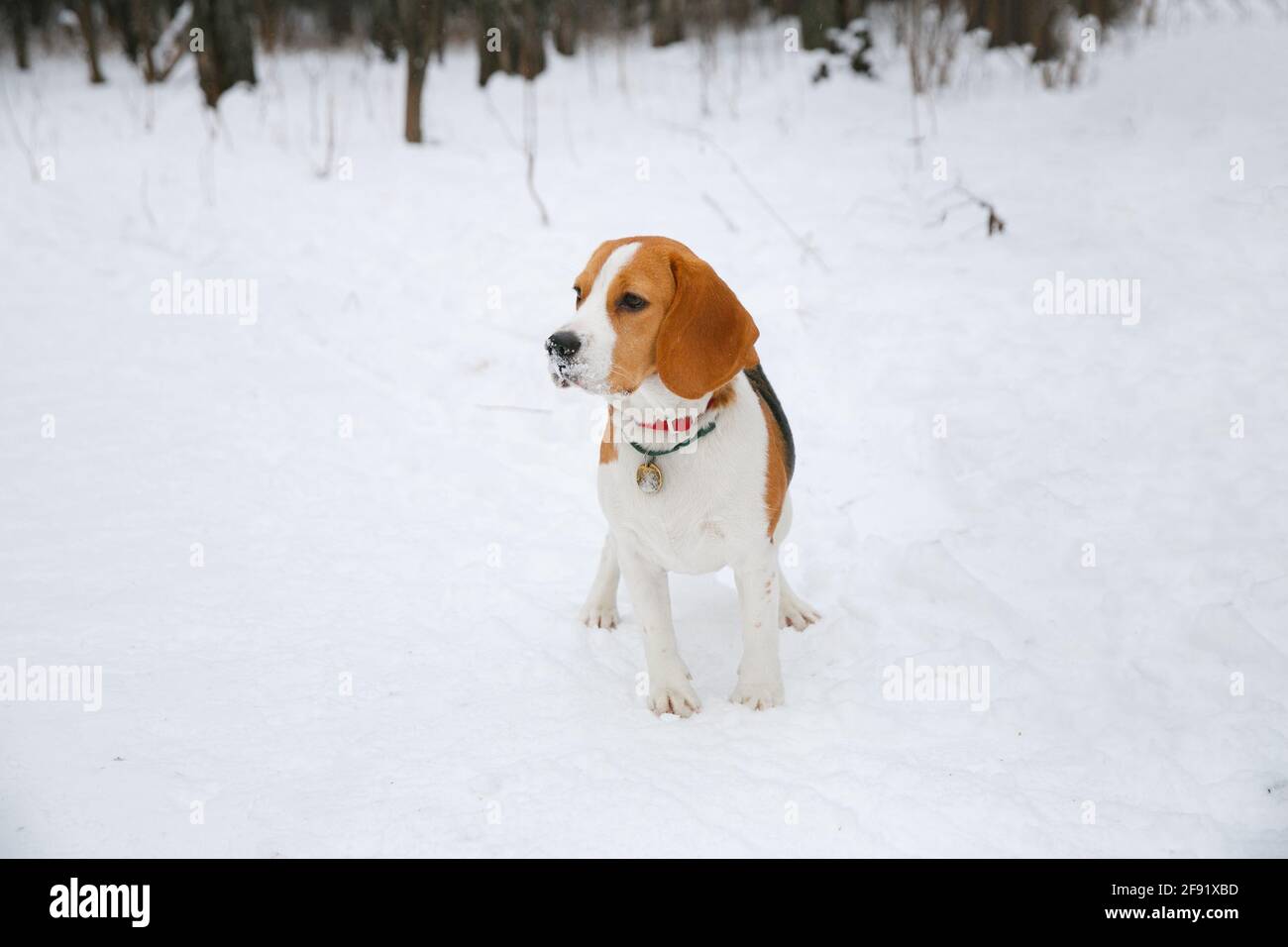 Beagle cane cucciolo camminare e divertirsi in una neve inverno foresta nel pomeriggio Foto Stock