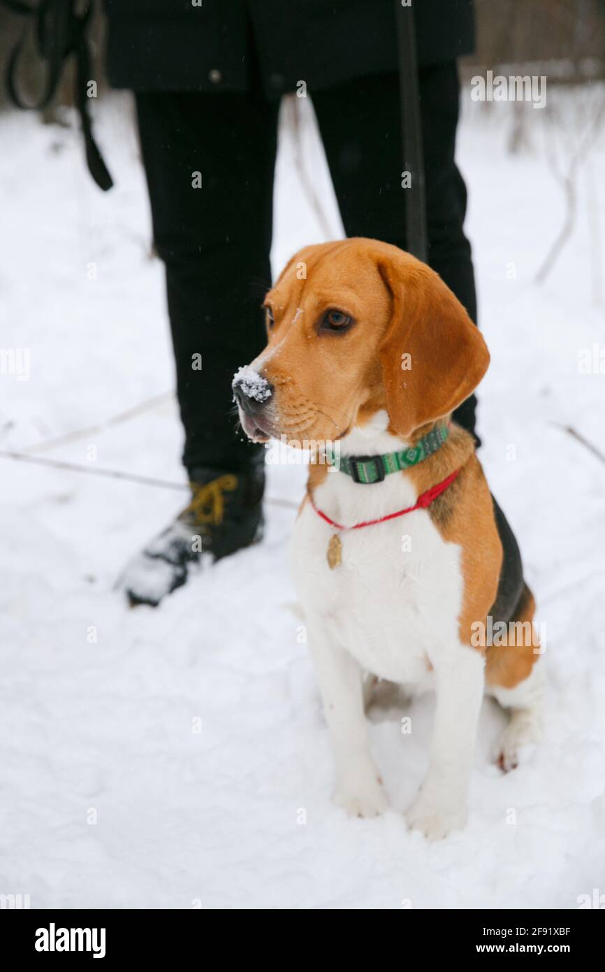 Beagle cane cucciolo camminare e divertirsi in una neve inverno foresta nel pomeriggio Foto Stock