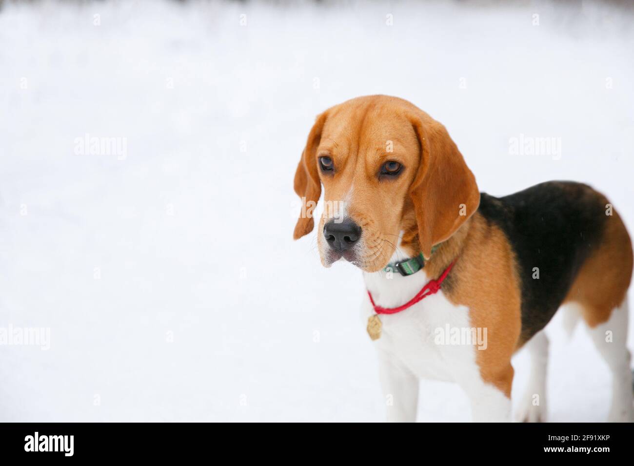 Beagle cane cucciolo camminare e divertirsi in una neve inverno foresta nel pomeriggio Foto Stock