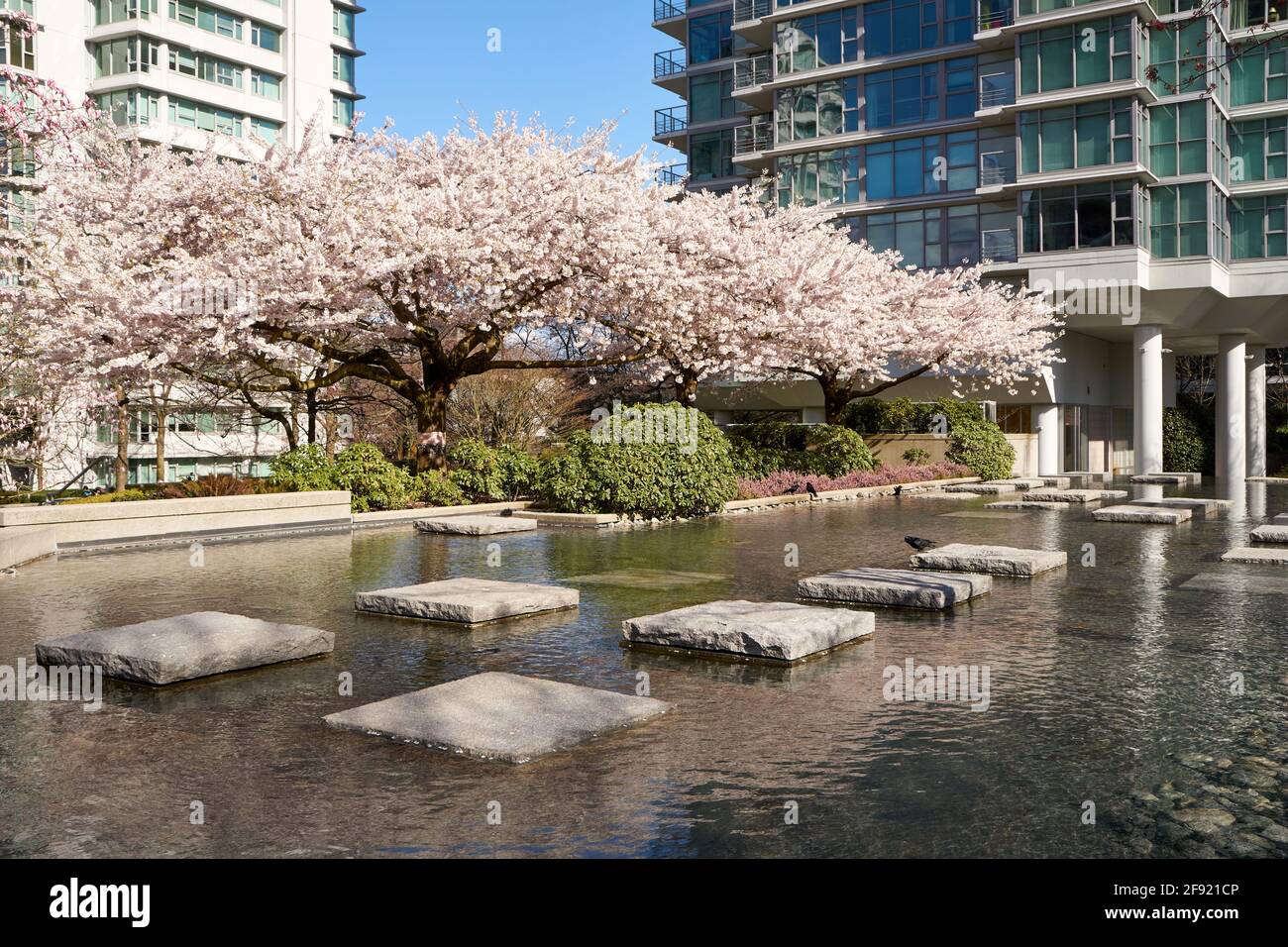 Alberi ornamentali in fiore in primavera nel centro di Vancouver, British Columbia, Canada Foto Stock