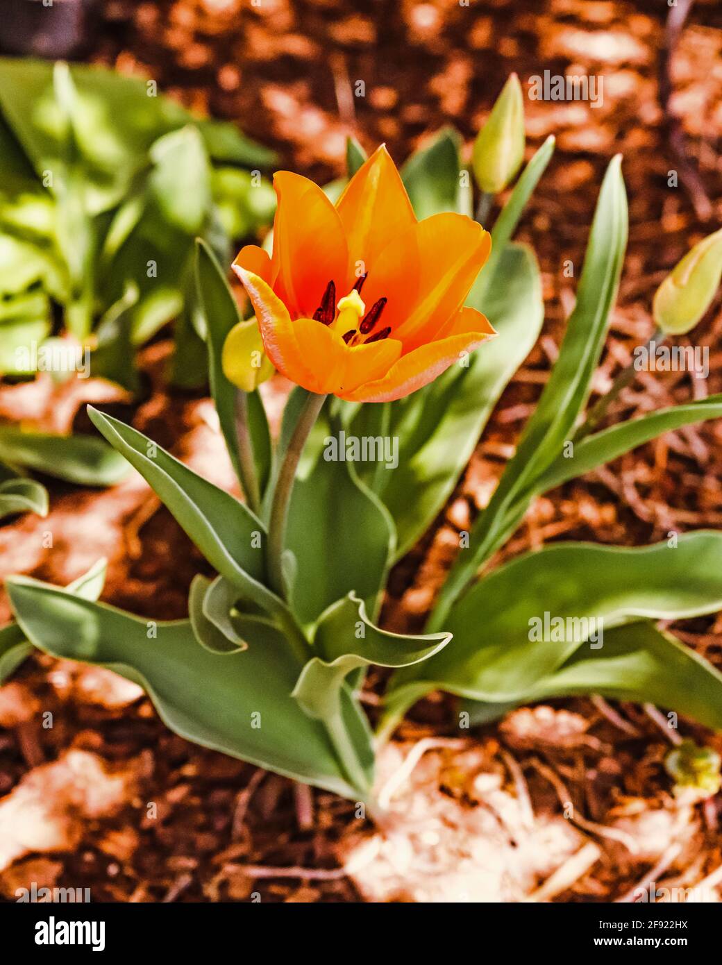 Un tulipano arancione che fiorisce al sole di primavera Foto Stock