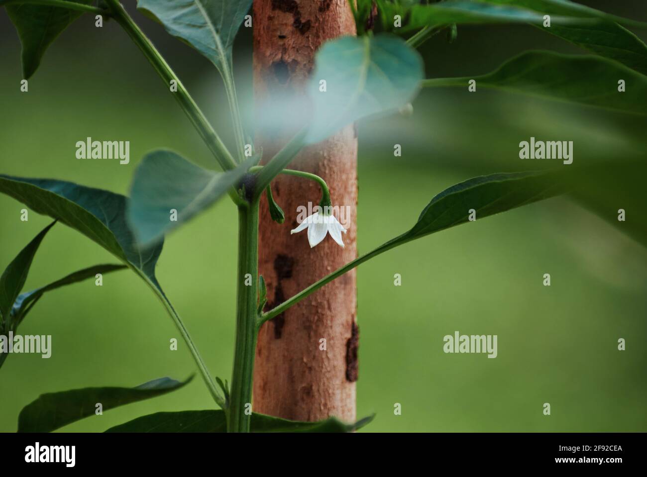 Il piccolo fiore bianco di peperoncino Foto Stock