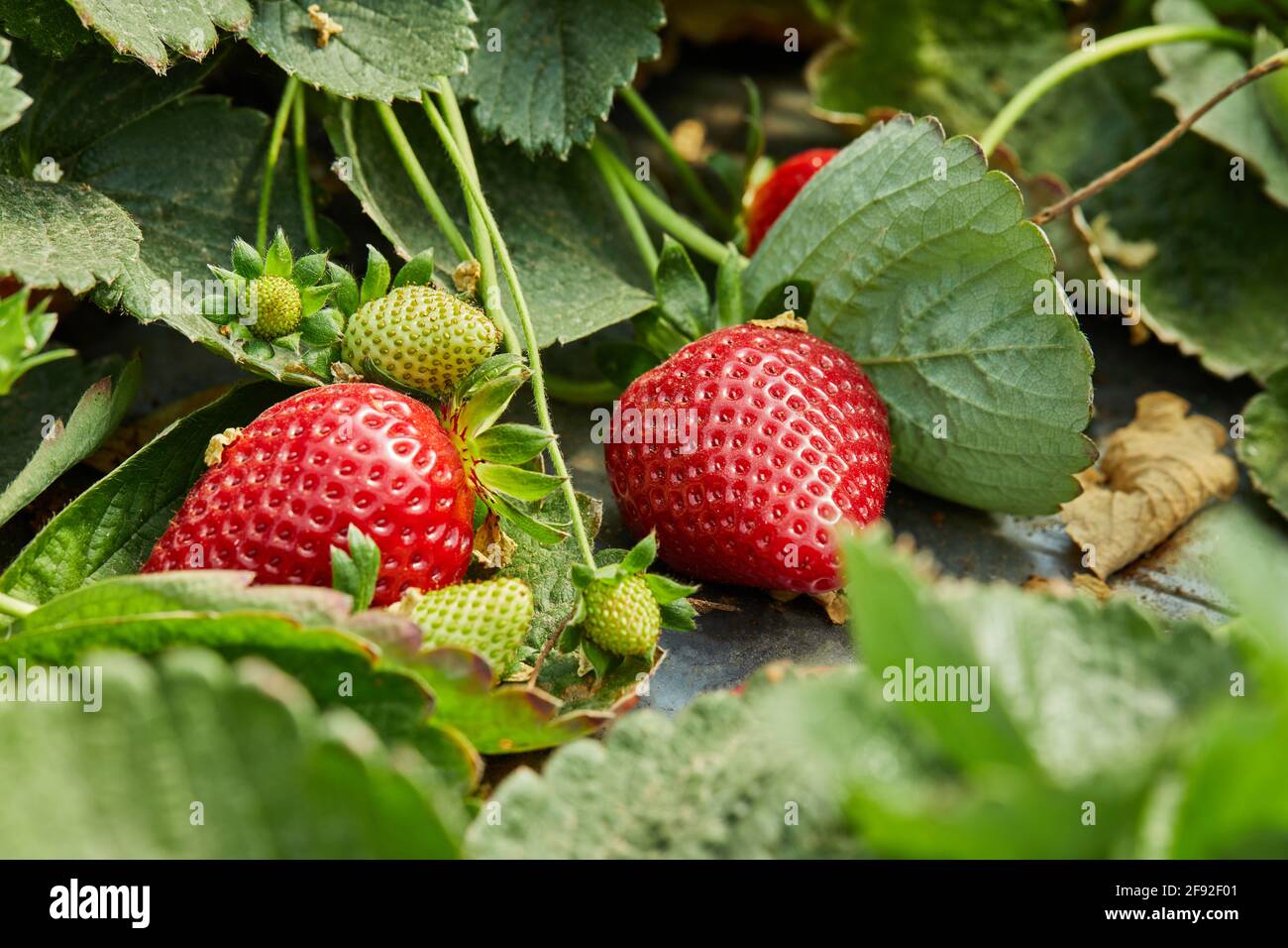 Raccolta di fragole fresche in azienda, primo piano di fragole biologiche fresche che crescono su una vite. Foto Stock