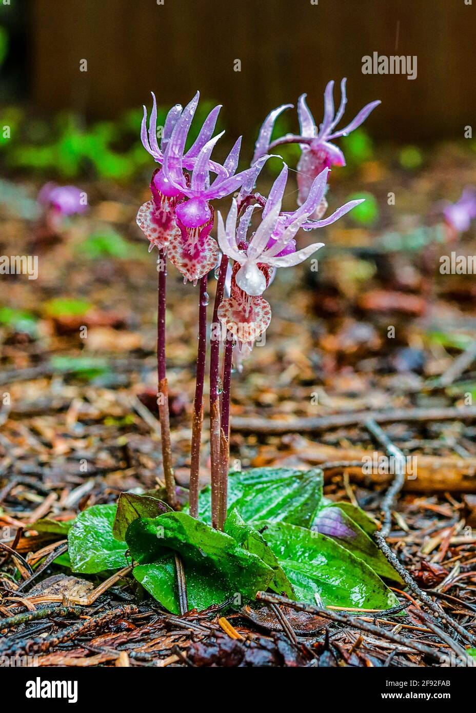 Fiaba scivola fiorisce sul pavimento della foresta Foto Stock