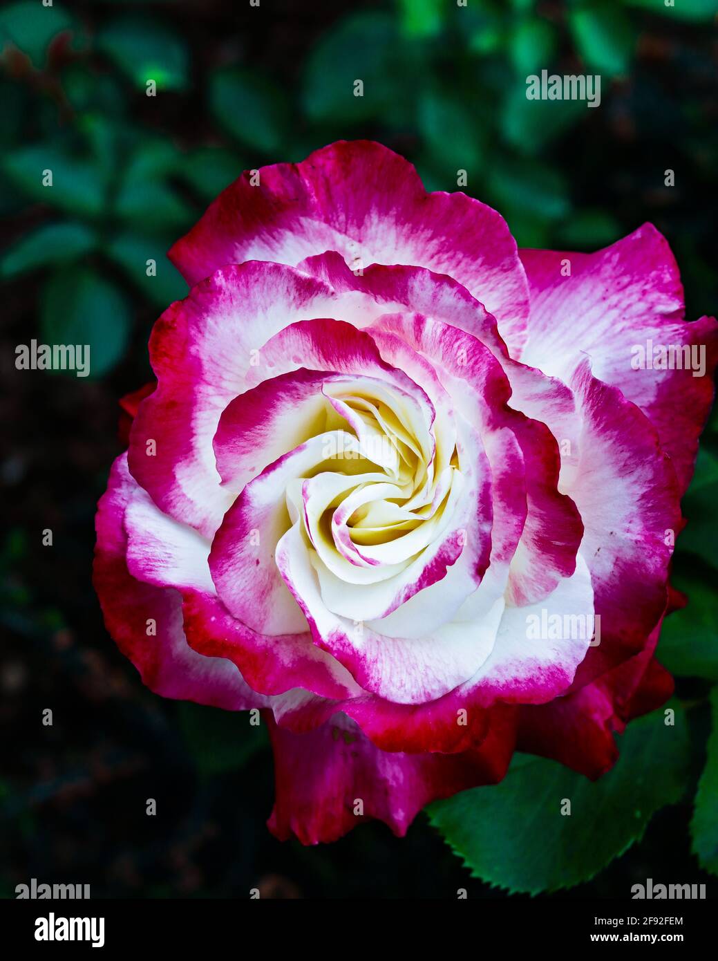 Rosa rossa e bianca in giardino Foto Stock