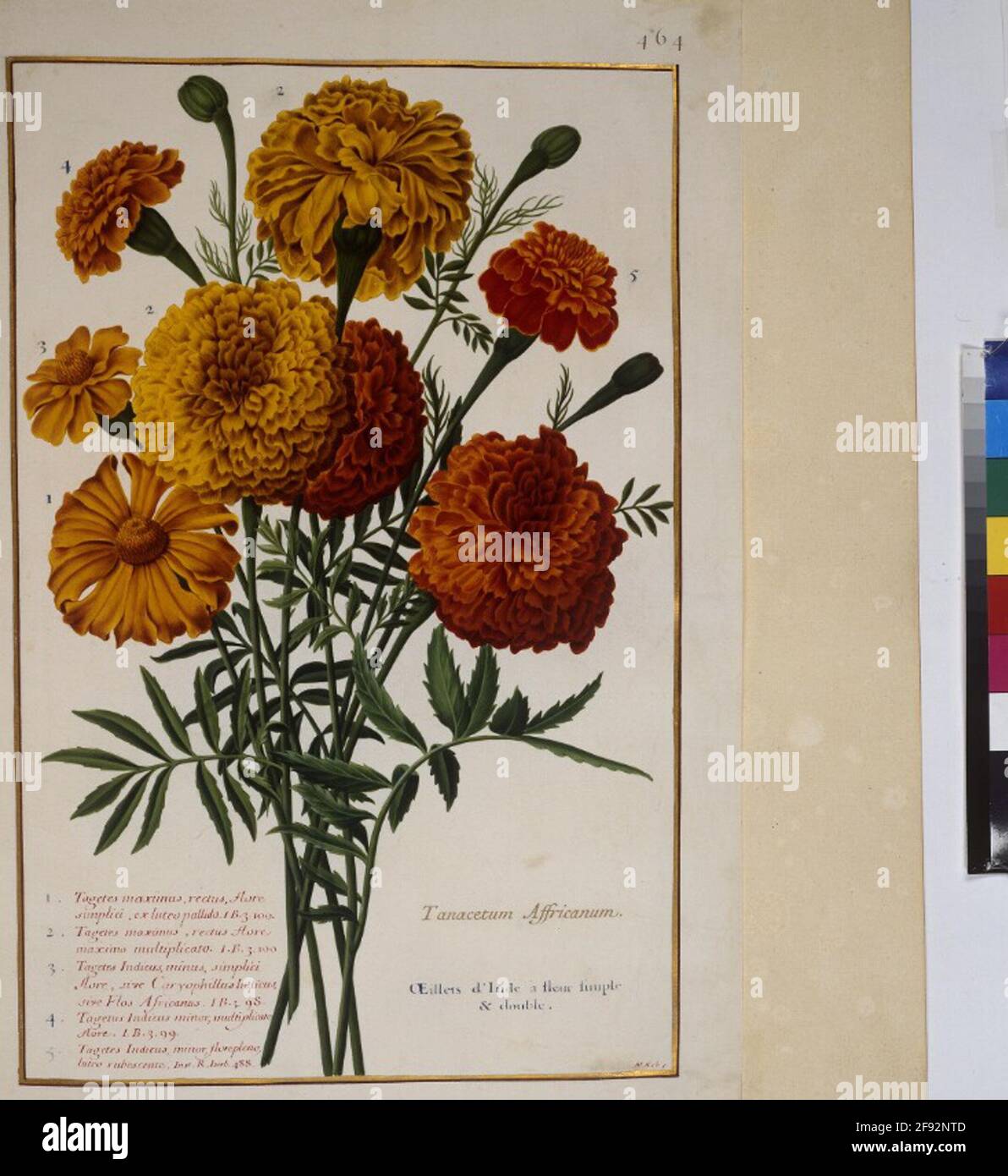 COD. Min. 53, vol. 9, fol. 464r: Florilegio del principe Eugenio di Savoia: Tagetes – marigold pagina intera: Studio delle piante per varie specie di marigold (inscritto: 'Tanacetum Affricanum. Oeillets d'Inde à fleur semplice doppia. 1. Tagetes maximum…'.) In: Florilegio del Principe Eugenio di Savoia, Parigi, 3° quarto del XVII sec., artista: Nicolas Robert (1614–1685) Foto Stock