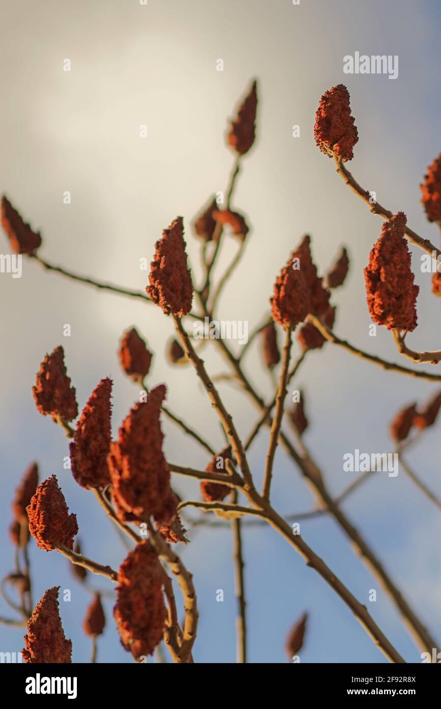 Sumac albero di sera Foto Stock