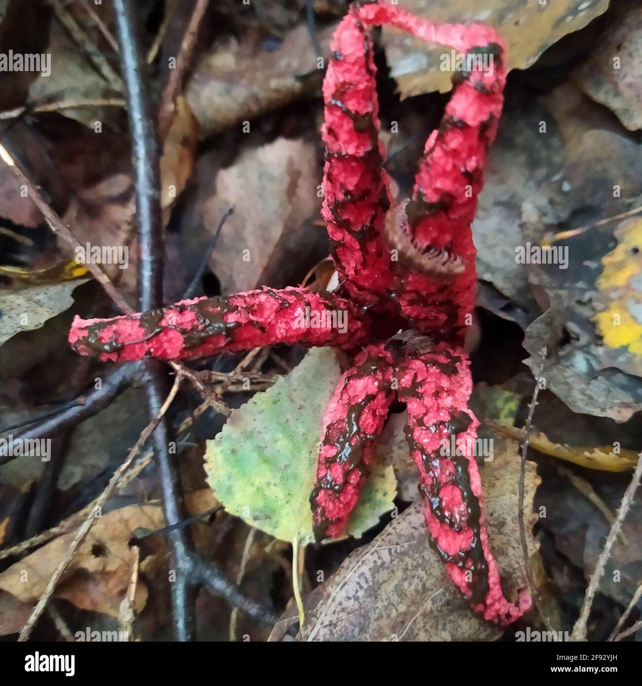 arcieri clatrus, conosciuto anche come octopus puzzolente o fungo del diavolo. nuovo Foto Stock