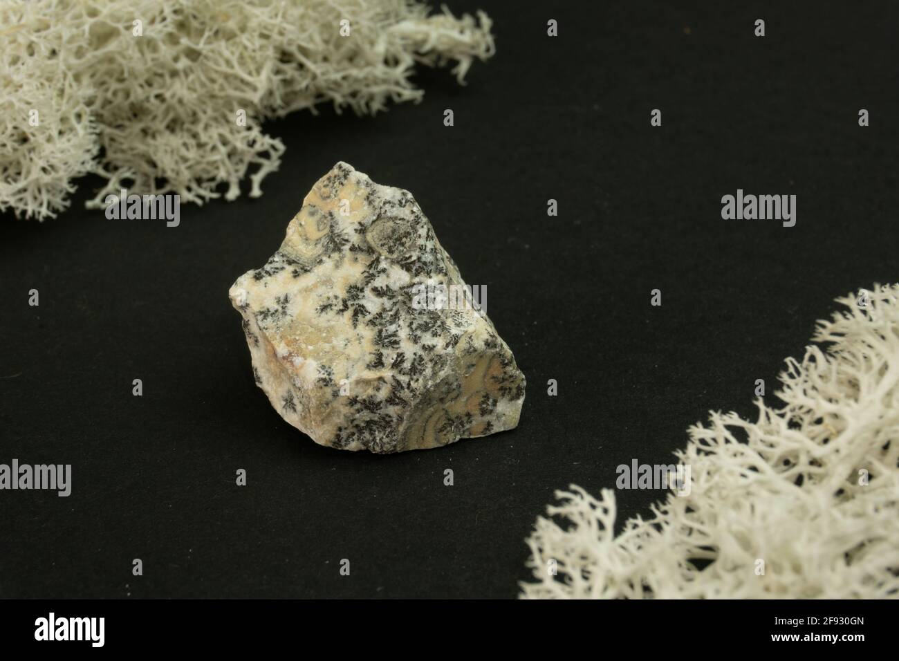 Ossidi di manganese dendriti provenienti dal Marocco. Pietra minerale naturale su sfondo nero circondata da muschio. Mineralogia, geologia, magia, semi-prezioso Foto Stock