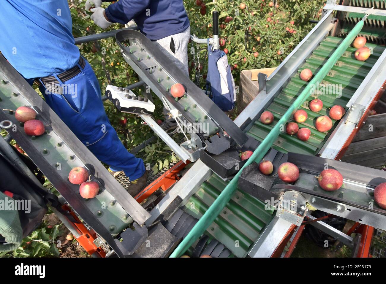 Apple Harvesting - i lavoratori di una macchina moderna raccolgono mele nella piantagione Foto Stock