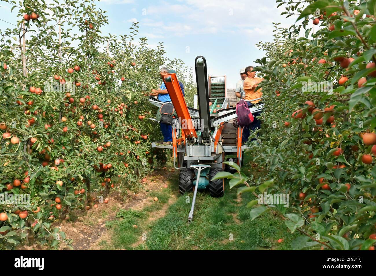 assistente di raccolta su una macchina per la raccolta automatica di mature mele fresche su una piantagione Foto Stock