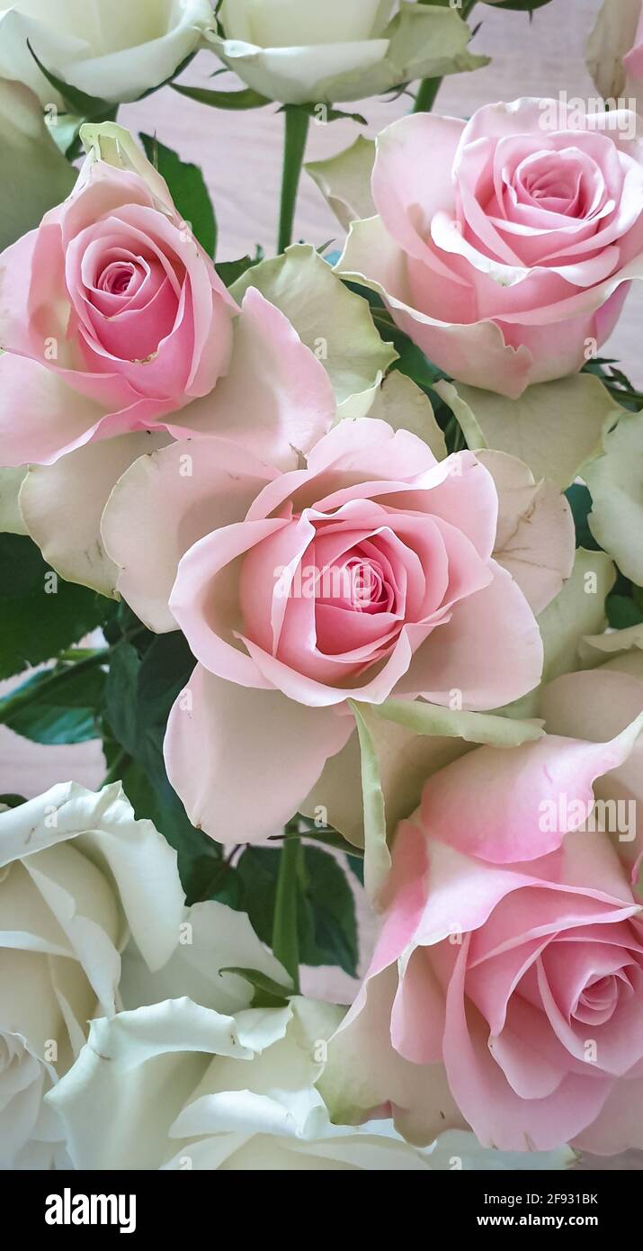 Belle rose di colore rosa chiaro. Adatto come sfondo o biglietto di auguri  Foto stock - Alamy