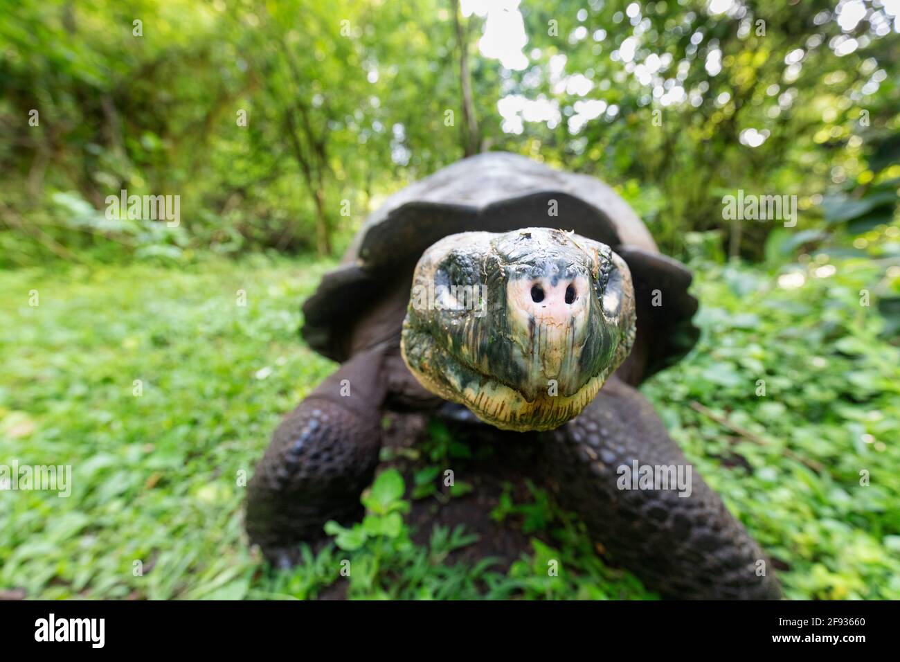 La tartaruga più grande del mondo. Galapagos tartaruga gigante, Chelonoidis niger. Isole Galapagos. Isola di Santa Cruz. (Foto CTK/Ondrej Zaruba) Foto Stock