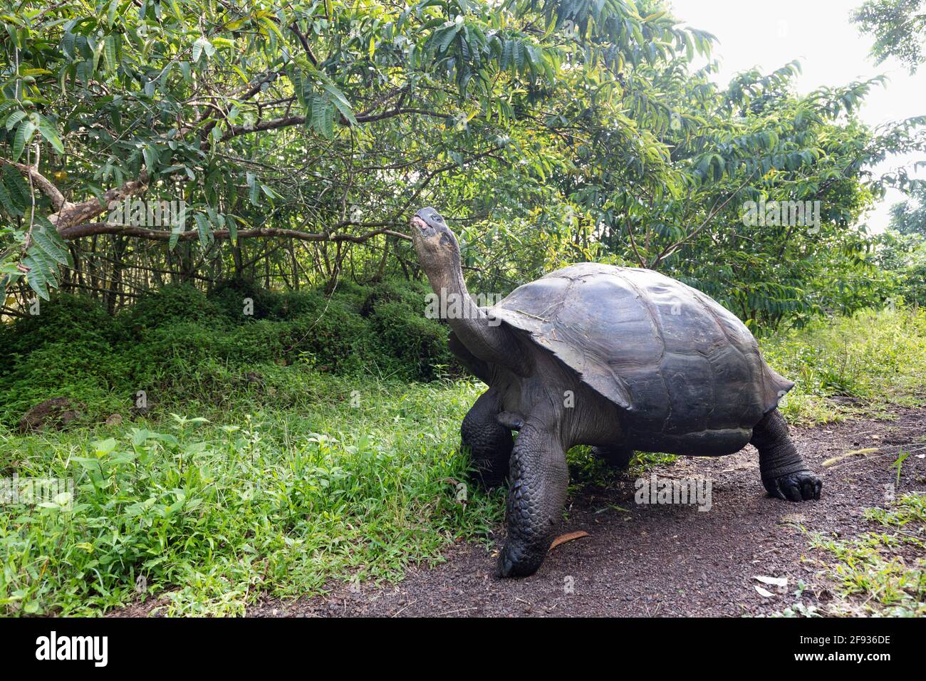 La tartaruga più grande del mondo. Galapagos tartaruga gigante, Chelonoidis niger. Isole Galapagos. Isola di Santa Cruz. (Foto CTK/Ondrej Zaruba) Foto Stock