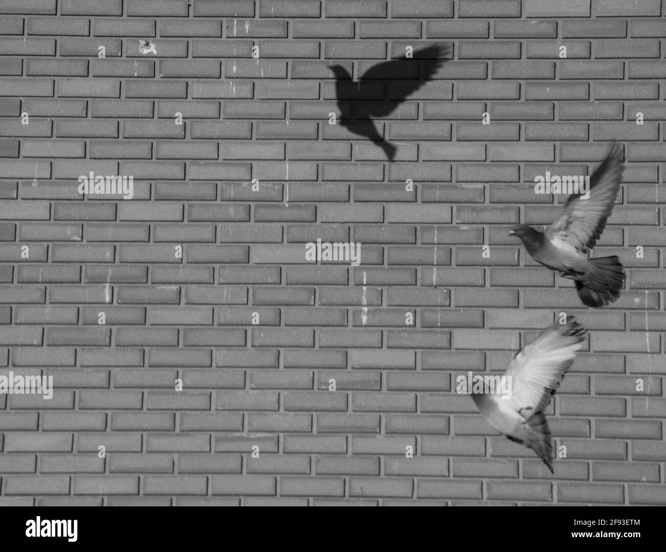 fotografia in bianco e nero di due piccioni in volo creazione un'ombra di un terzo piccione su un mattone grigio muro spazio vuoto su muro di mattoni per sfondo Foto Stock