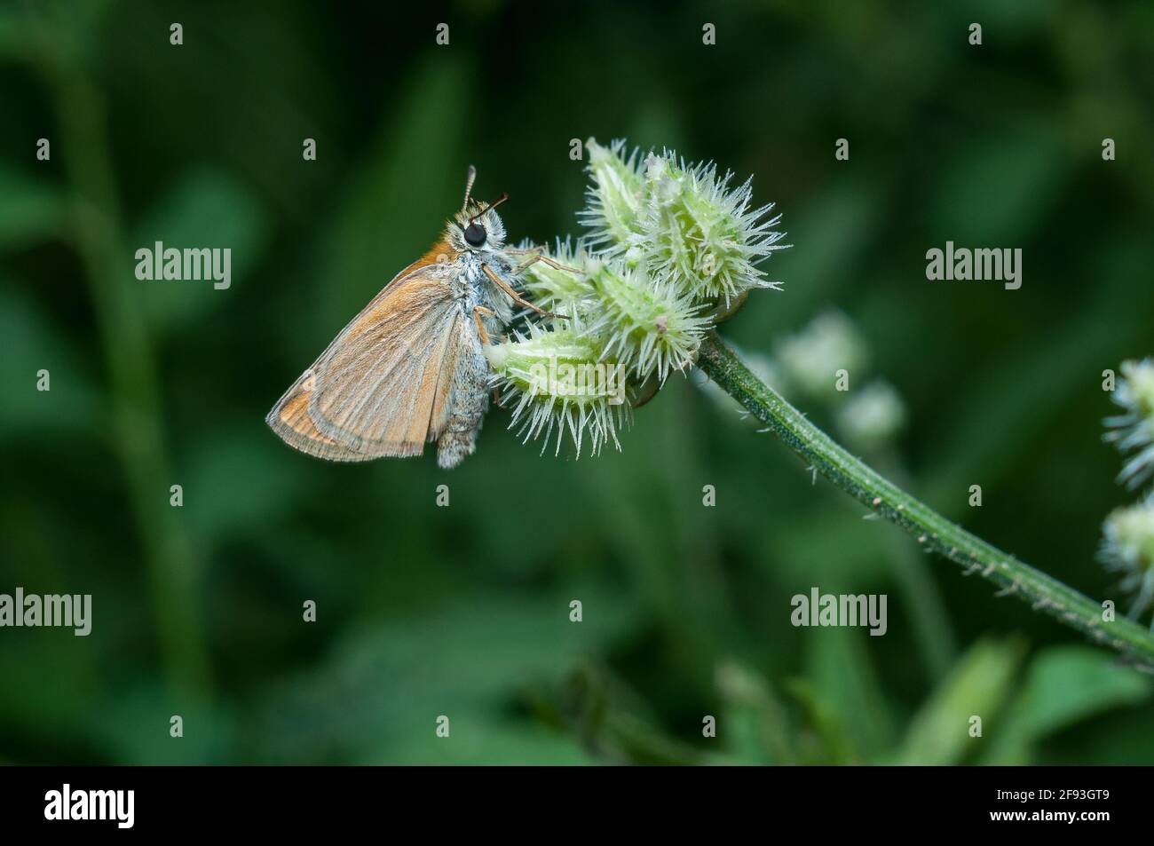 una piccola farfalla si siede al sole su un arbusto verde nel pomeriggio estivo Foto Stock