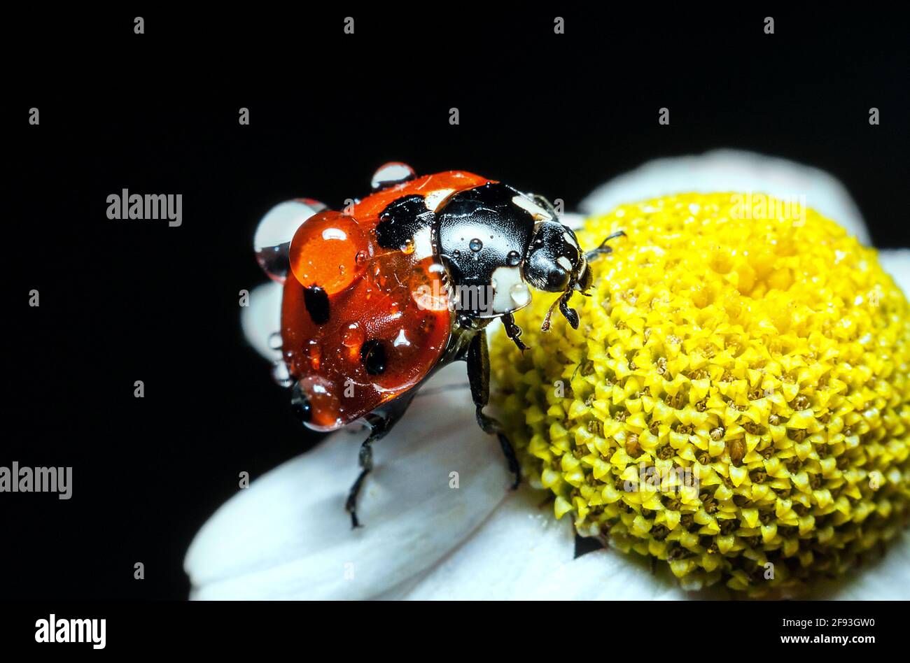 il "ladybug", con gocce d'acqua sulle ali, si trova su un fiore camomilla, girato da macro fotografie su sfondo nero Foto Stock