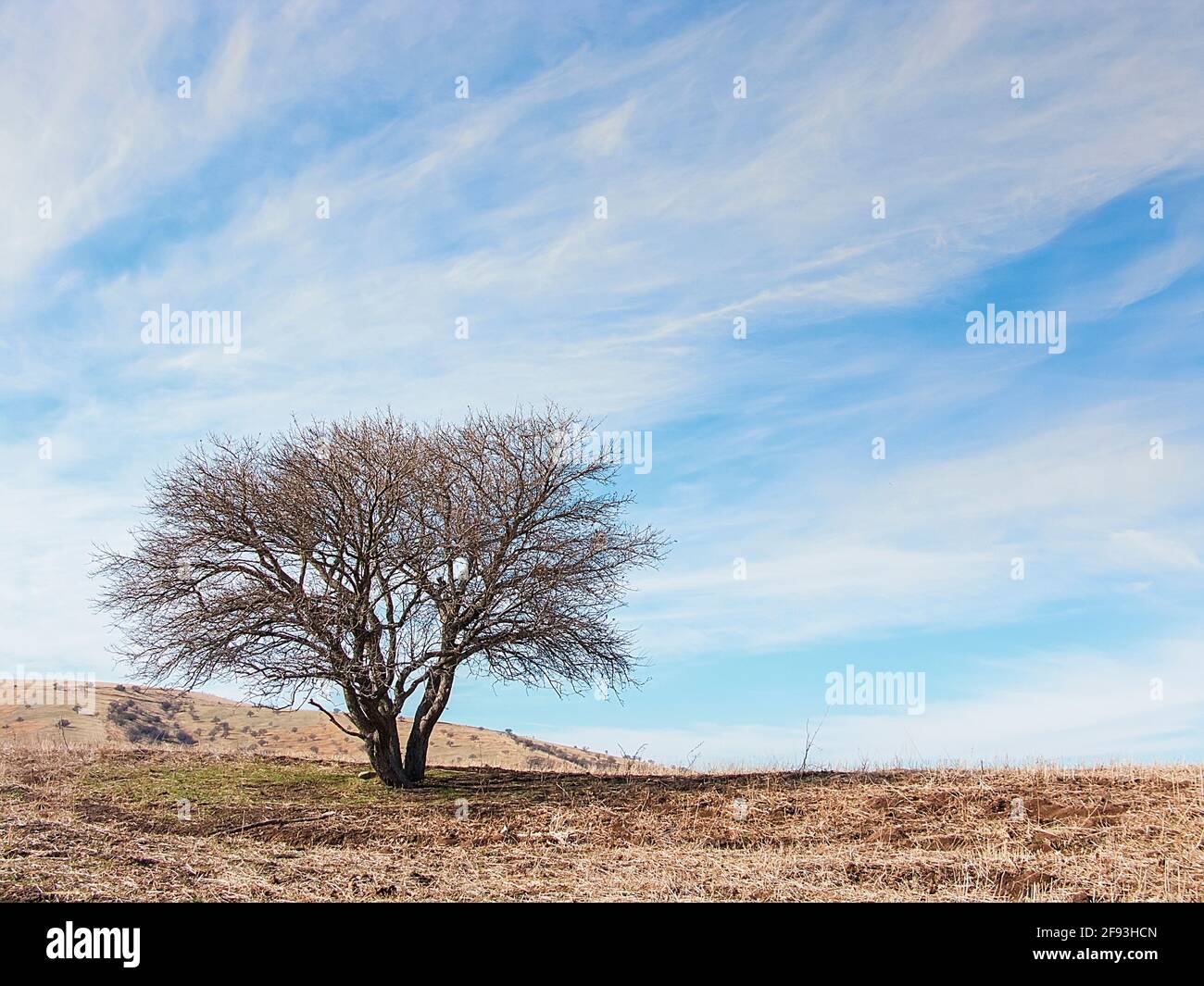 Paesaggio con alberi autunnali senza foglie in mezzo giallo erba selvaggia e cielo blu Foto Stock