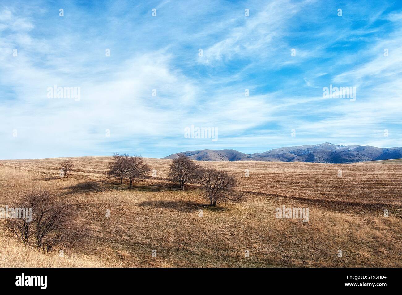 Paesaggio con alberi autunnali senza foglie in mezzo giallo erba selvaggia e cielo blu Foto Stock
