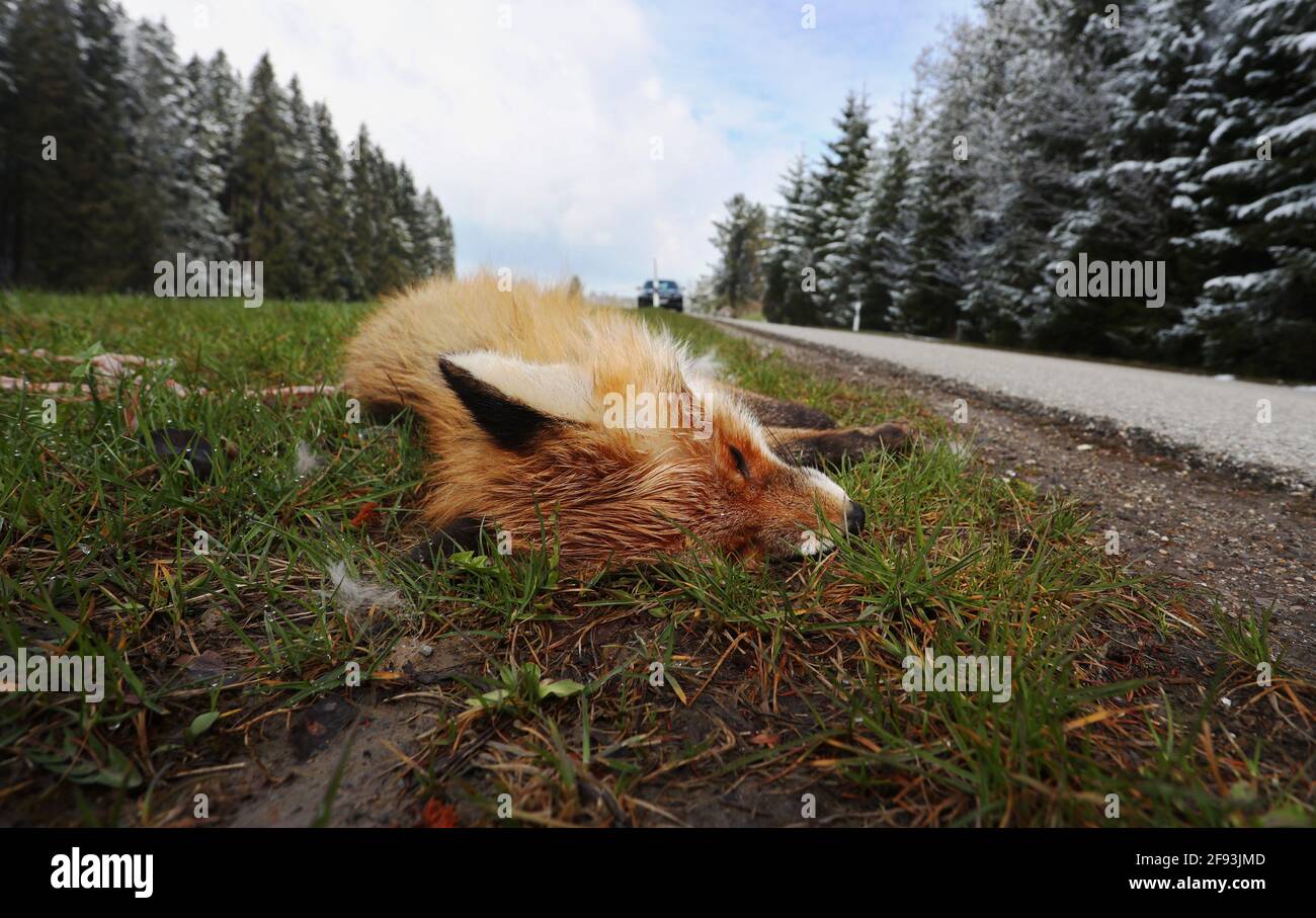 13 aprile 2021, Baviera, Stötten: C'è una volpe morta sul lato della strada. Foto: Karl-Josef Hildenbrand/dpa Foto Stock
