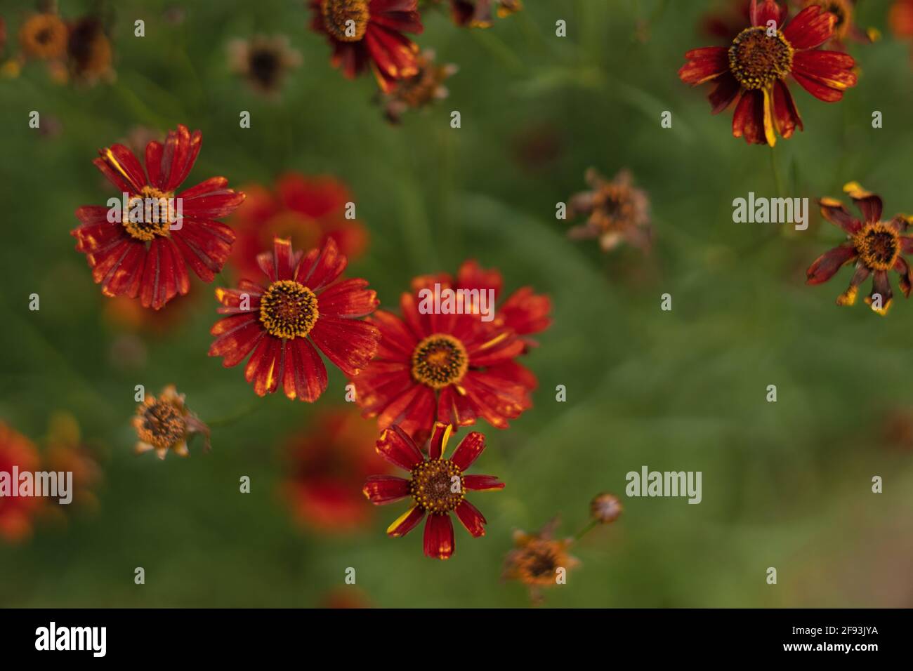 Fiori di Coreopsis, Coreopsis tinctoria, India Foto Stock