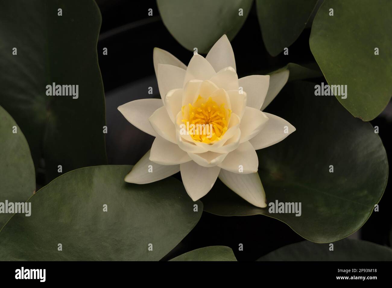 Siam Jasmin Waterlily, Nymphaea Siam Jasmin Foto Stock